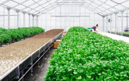 Startup agritech Việt Nam sáng lập bởi cựu kĩ sư Microsoft vừa gọi vốn thành công 4,5 triệu USD