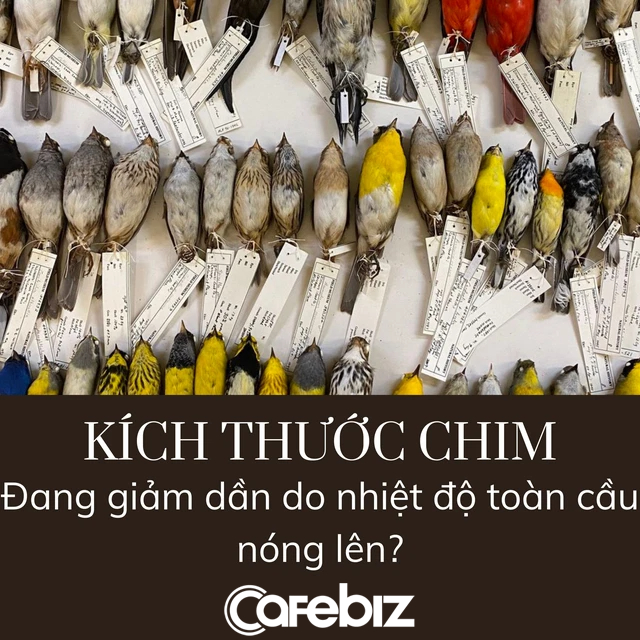 Nghiên cứu khiến cả nhân loại phải lo lắng: Kích thước các loài chim ngày càng bé - Ảnh 2.