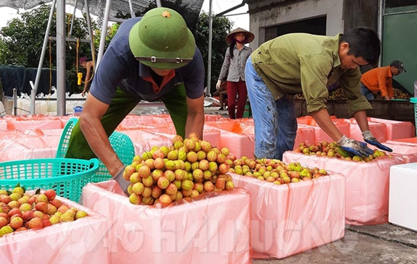 Kỷ lục: Vải Thanh Hà đầu vụ bán giá 180.000 đồng/kg - Ảnh 1.