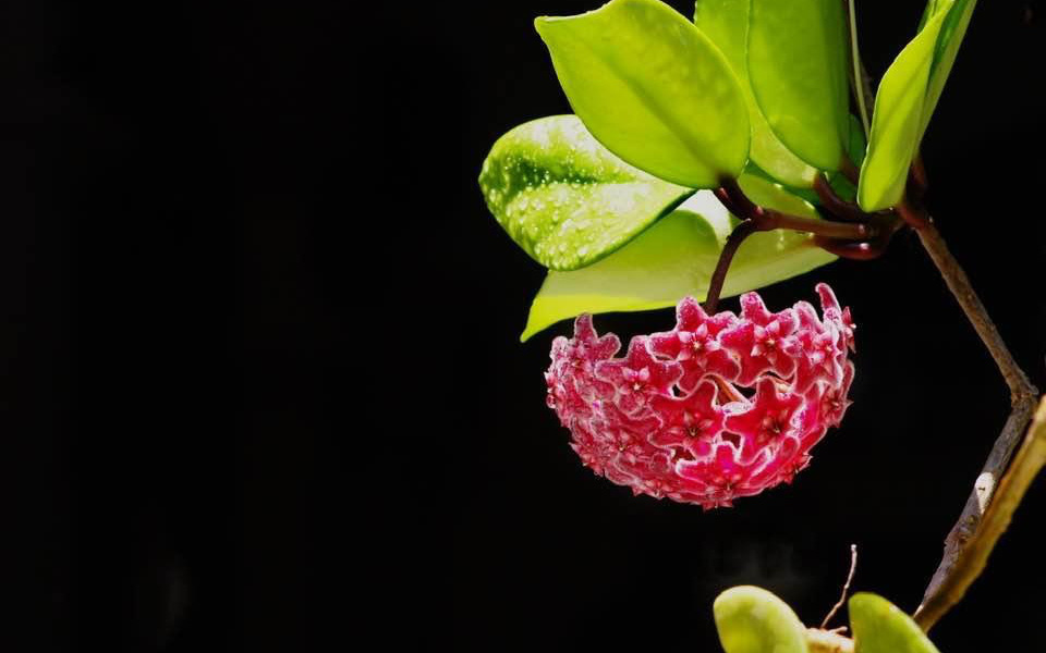 Mê Lan - Thương hiệu được khởi nghiệp từ lan dendro "bờ rào"