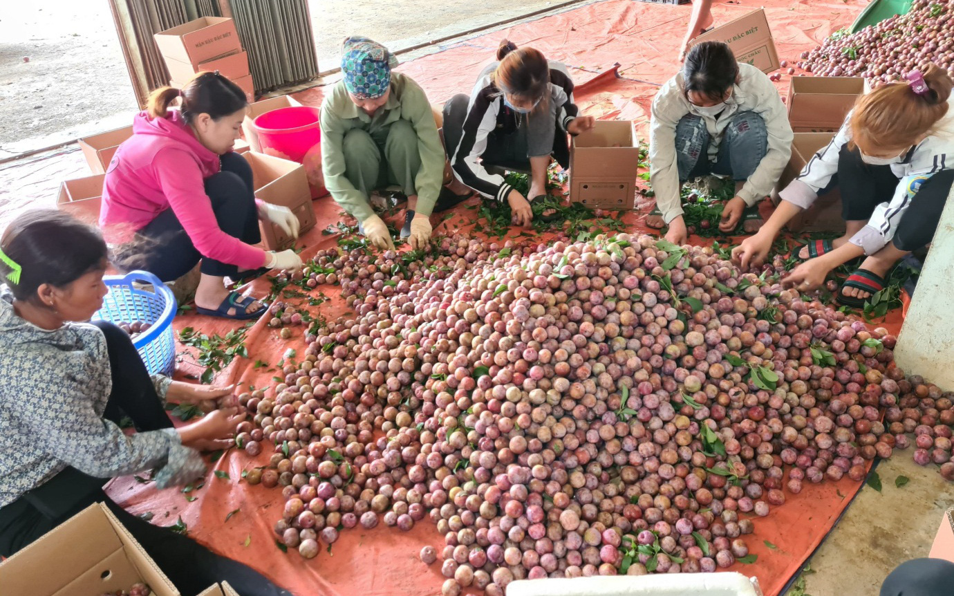 5 tỉnh một tuần bán 200 tấn nông sản trên sàn Thương mại điện tử