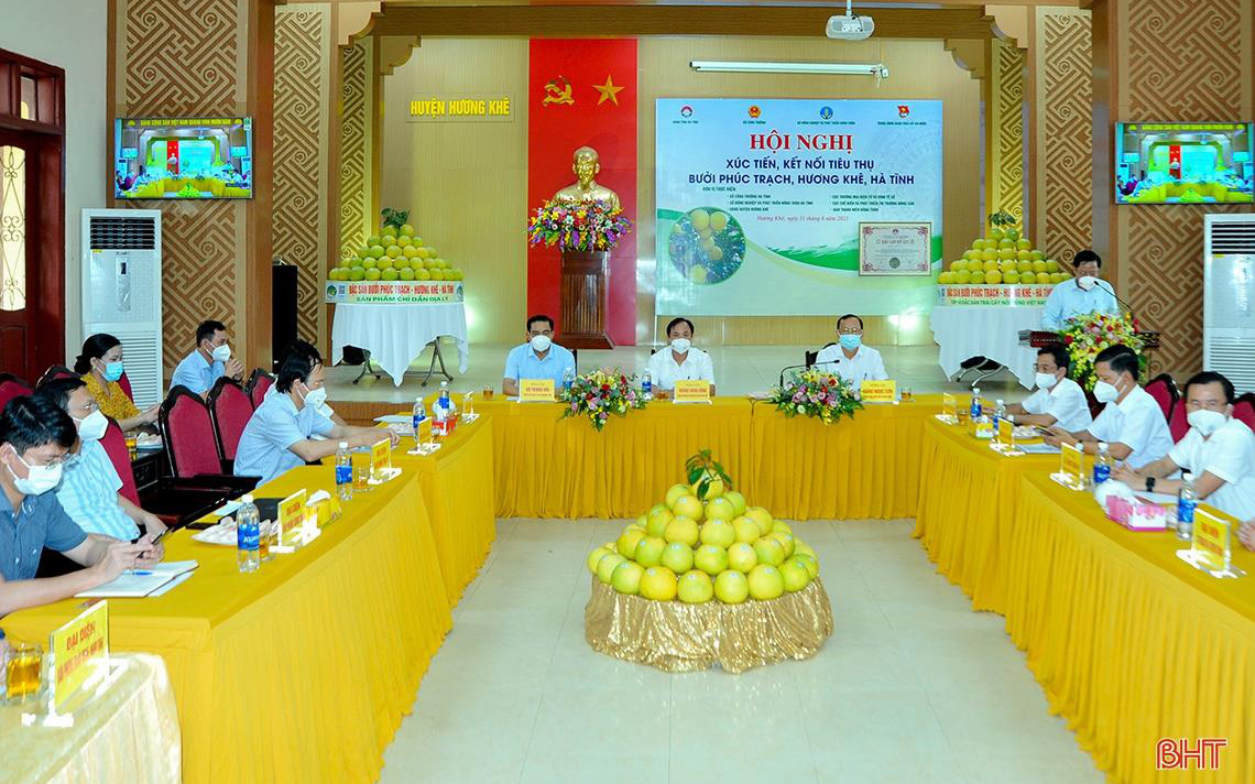 Hà Tĩnh nắm bắt cơ hội xuất khẩu và tiêu thụ 1000 tấn bưởi Phúc Trạch