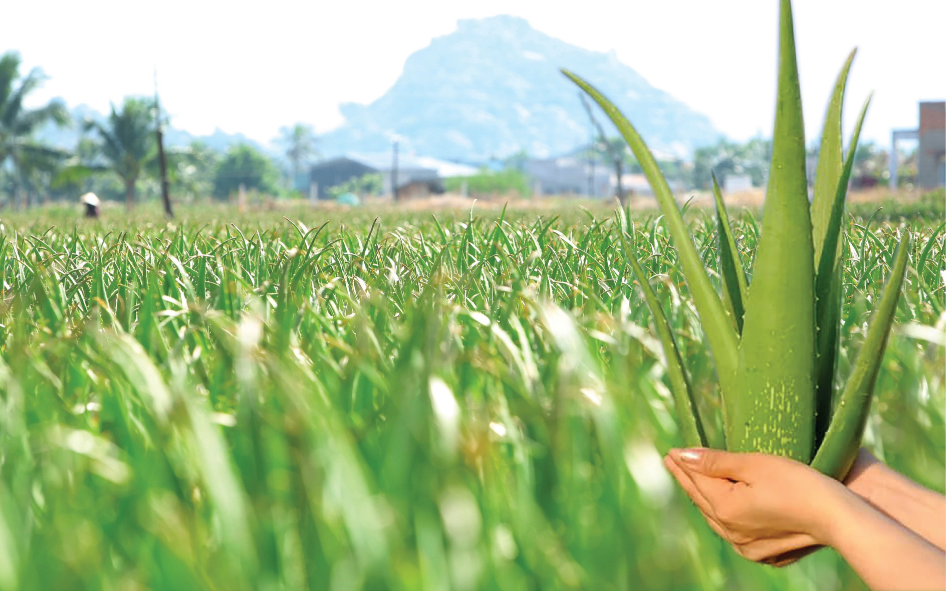 G.C FOOD góp phần nâng tầm nông sản Việt