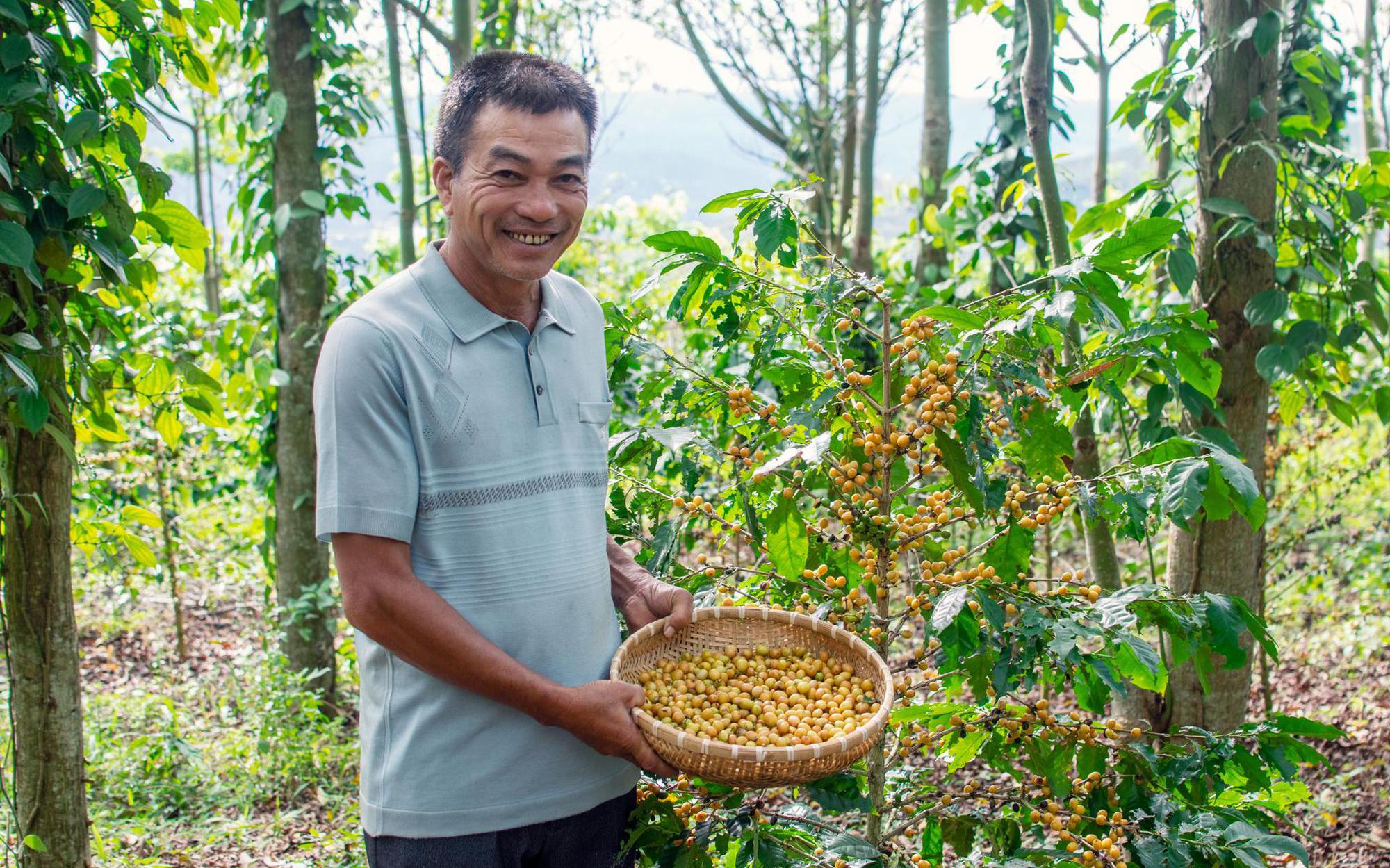 Lão nông Việt hiện thực hóa giấc mơ sản xuất café sạch như cách người Nhật trồng táo Kimura