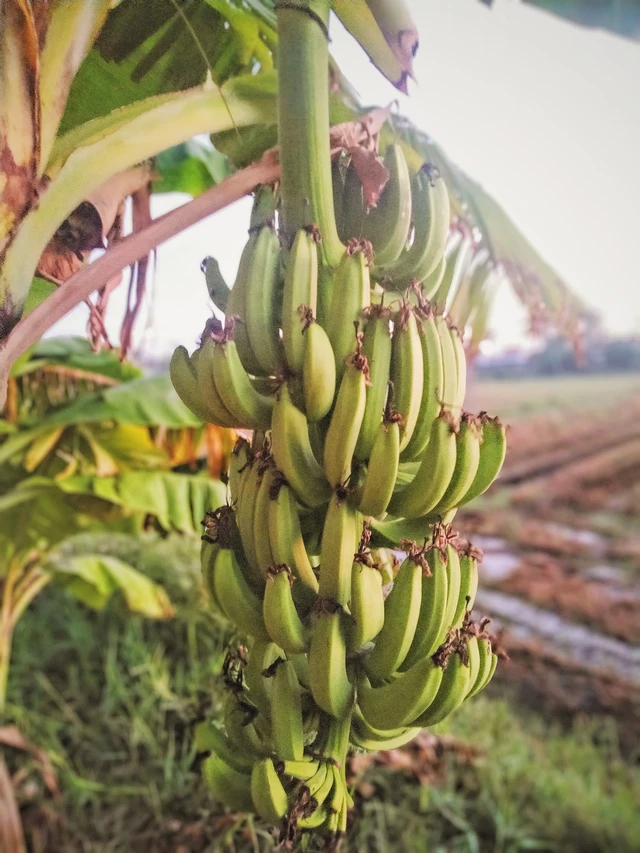 Bị bạo bệnh, cô gái Phú Yên bỏ Sài Gòn về quê làm nông và mở lớp dạy tiếng Anh cho trẻ em - Ảnh 4.