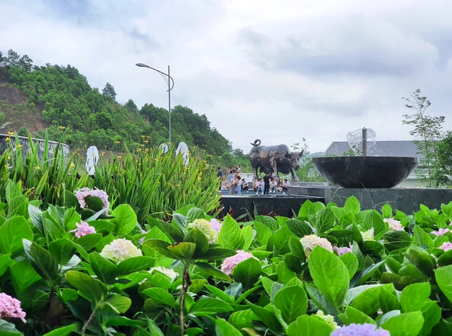 Ngàn hoa khoe sắc trên đồi cao tại Hạ Long: khung cảnh độc đáo thu hút du khách dịp 30/4 - Ảnh 9.