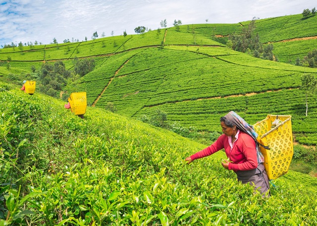 Sri Lanka – hòn đảo ‘thiên đường’ từng lọt danh sách những điểm đến hàng đầu, du lịch đóng góp 12% GDP toàn quốc - Ảnh 5.