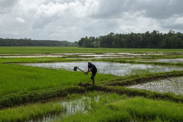 Sri Lanka: Dân gác cuốc ngừng cấy lúa, chỉ dám mua cá, trứng mỗi tháng 1 lần - Ảnh 1.