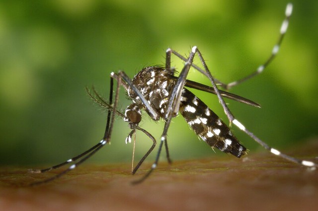 Giải mã loài muỗi vua đang gây nên cơn ác mộng dịch sốt xuất huyết, khiến 30 người tử vong: Siêu đẻ, ưa sạch và thời gian đi săn mồi khó ai ngờ tới - Ảnh 1.