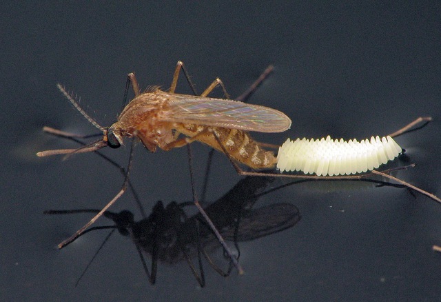 Giải mã loài muỗi vua đang gây nên cơn ác mộng dịch sốt xuất huyết, khiến 30 người tử vong: Siêu đẻ, ưa sạch và thời gian đi săn mồi khó ai ngờ tới - Ảnh 2.