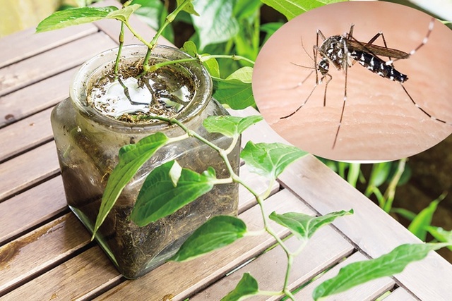 Giải mã loài muỗi vua đang gây nên cơn ác mộng dịch sốt xuất huyết, khiến 30 người tử vong: Siêu đẻ, ưa sạch và thời gian đi săn mồi khó ai ngờ tới - Ảnh 3.