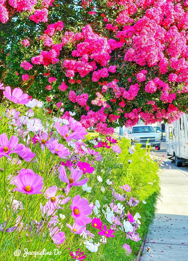 Người phụ nữ Việt ‘cõng giấc mơ hoa’ tự tay dựng nên ‘vườn địa đàng’ đẹp như cổ tích - Ảnh 6.