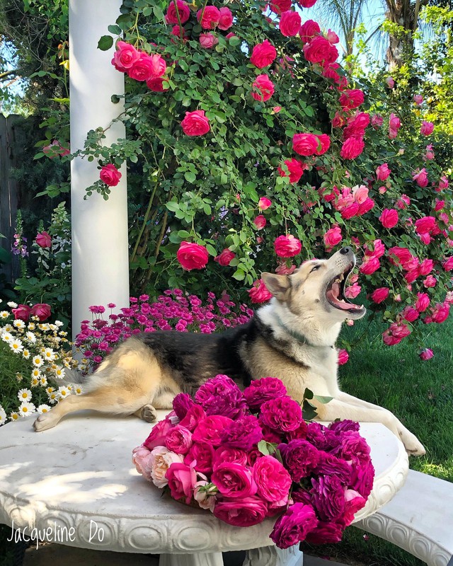 Người phụ nữ Việt ‘cõng giấc mơ hoa’ tự tay dựng nên ‘vườn địa đàng’ đẹp như cổ tích - Ảnh 12.