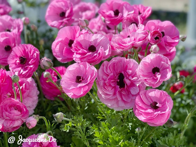 Người phụ nữ Việt ‘cõng giấc mơ hoa’ tự tay dựng nên ‘vườn địa đàng’ đẹp như cổ tích - Ảnh 16.