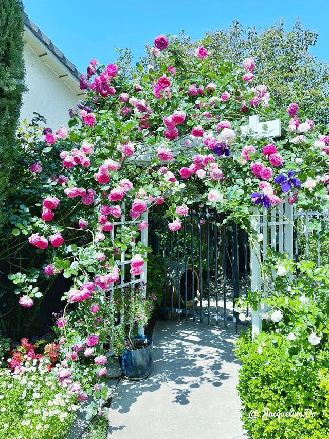 Người phụ nữ Việt ‘cõng giấc mơ hoa’ tự tay dựng nên ‘vườn địa đàng’ đẹp như cổ tích - Ảnh 2.