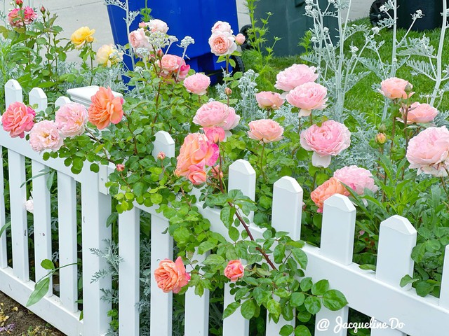 Người phụ nữ Việt ‘cõng giấc mơ hoa’ tự tay dựng nên ‘vườn địa đàng’ đẹp như cổ tích - Ảnh 10.