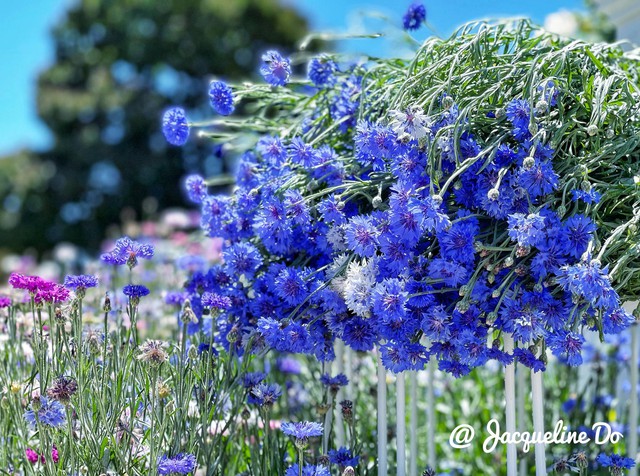 Người phụ nữ Việt ‘cõng giấc mơ hoa’ tự tay dựng nên ‘vườn địa đàng’ đẹp như cổ tích - Ảnh 7.