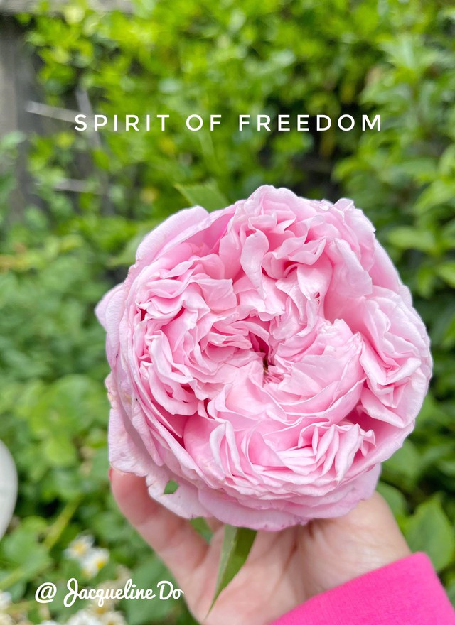 Người phụ nữ Việt ‘cõng giấc mơ hoa’ tự tay dựng nên ‘vườn địa đàng’ đẹp như cổ tích - Ảnh 4.