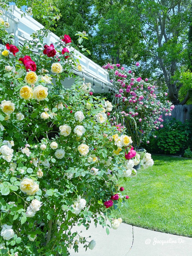 Người phụ nữ Việt ‘cõng giấc mơ hoa’ tự tay dựng nên ‘vườn địa đàng’ đẹp như cổ tích - Ảnh 5.