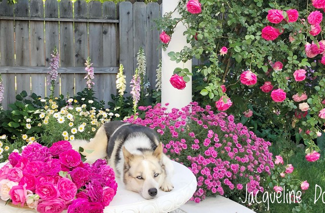 Người phụ nữ Việt ‘cõng giấc mơ hoa’ tự tay dựng nên ‘vườn địa đàng’ đẹp như cổ tích - Ảnh 8.