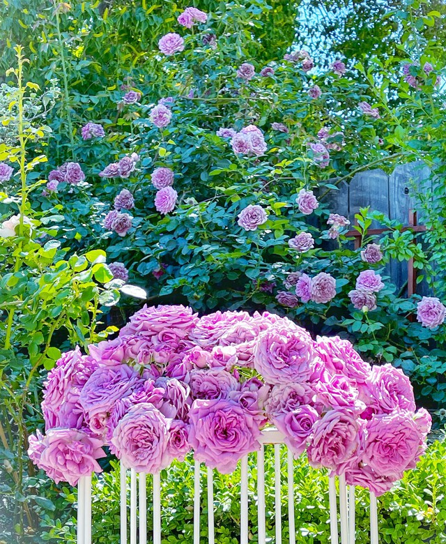 Người phụ nữ Việt ‘cõng giấc mơ hoa’ tự tay dựng nên ‘vườn địa đàng’ đẹp như cổ tích - Ảnh 21.