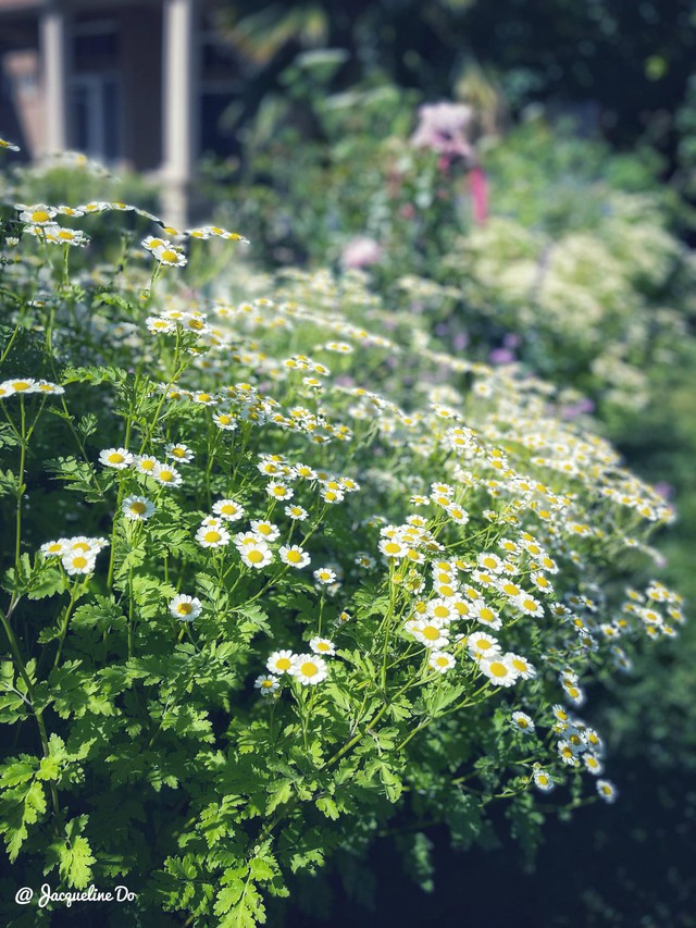 Người phụ nữ Việt ‘cõng giấc mơ hoa’ tự tay dựng nên ‘vườn địa đàng’ đẹp như cổ tích - Ảnh 20.